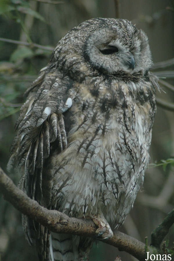 Strix aluco