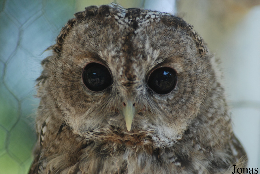 Strix aluco
