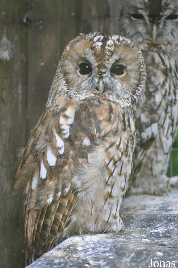 Strix aluco