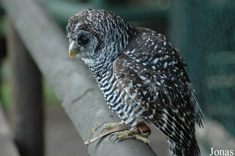 Strix chacoensis