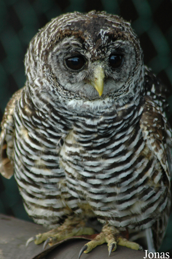 Strix chacoensis