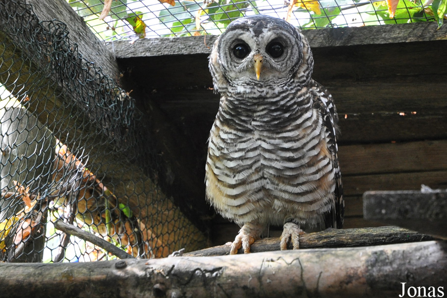 Strix chacoensis