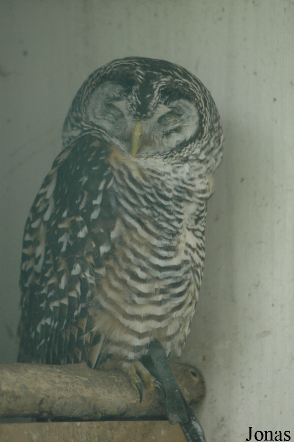 Strix chacoensis