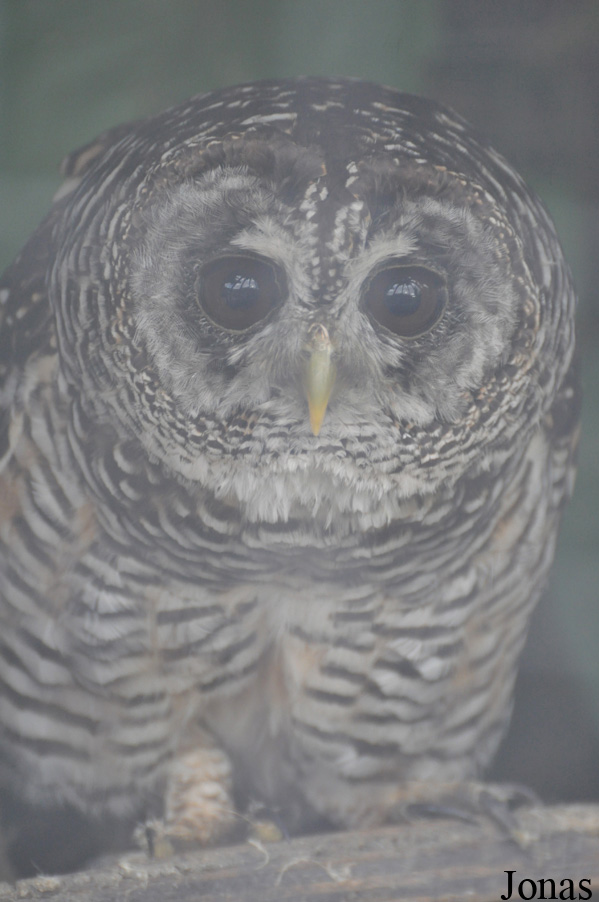 Strix chacoensis