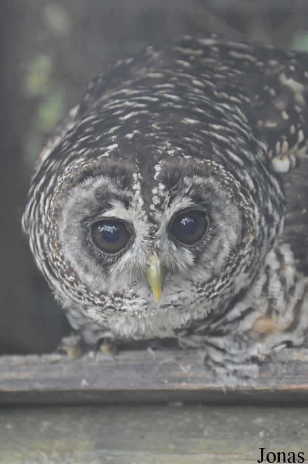 Strix chacoensis