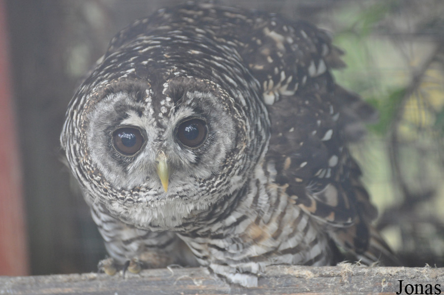 Strix chacoensis