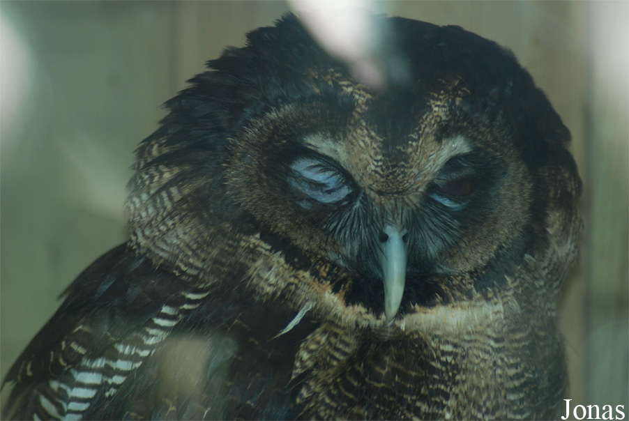 Strix leptogrammica