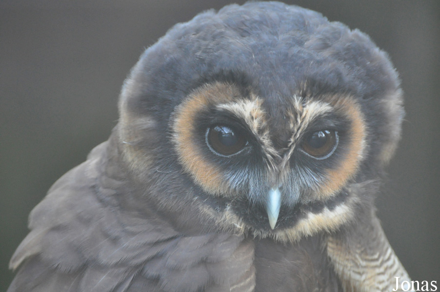 Strix leptogrammica