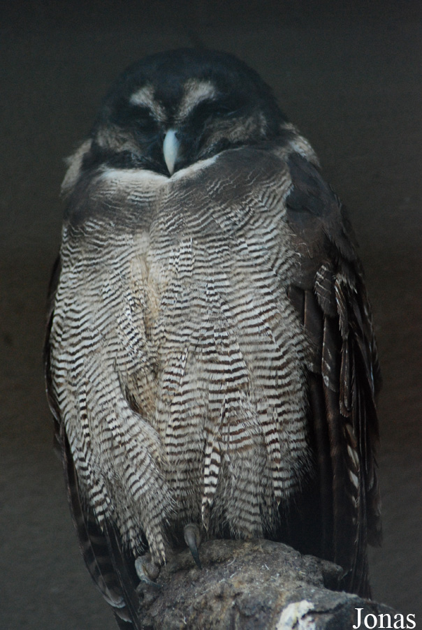 Strix leptogrammica
