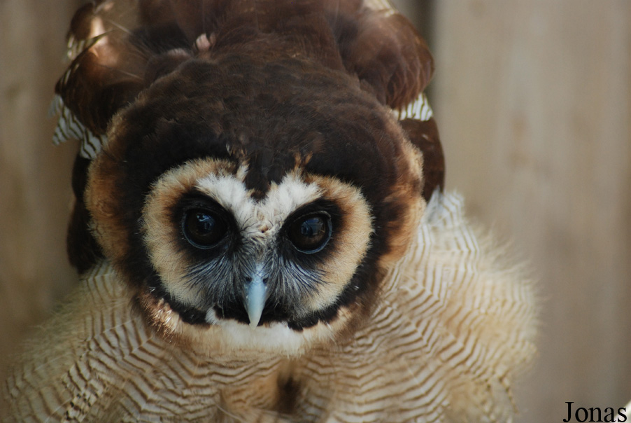 Strix leptogrammica
