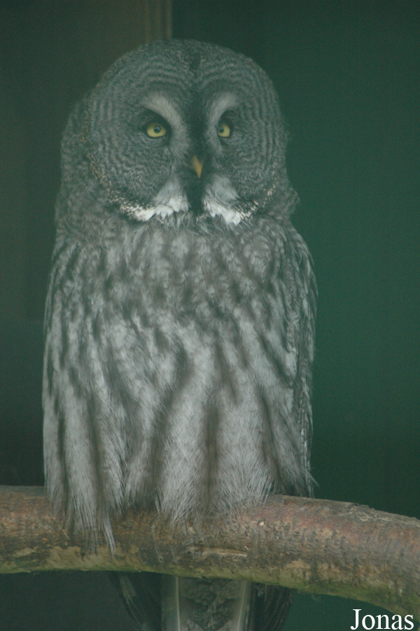 Strix nebulosa lapponica