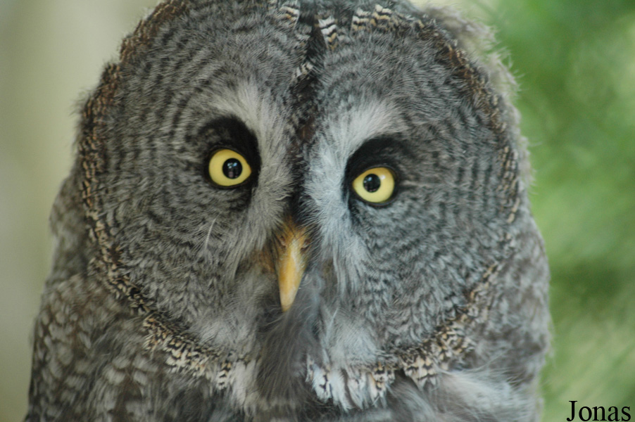 Strix nebulosa lapponica