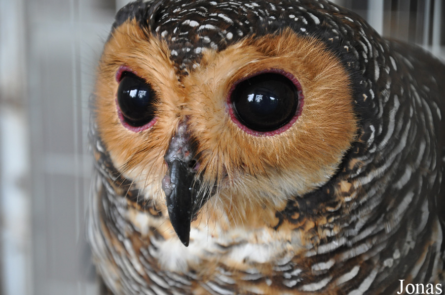 Strix seloputo