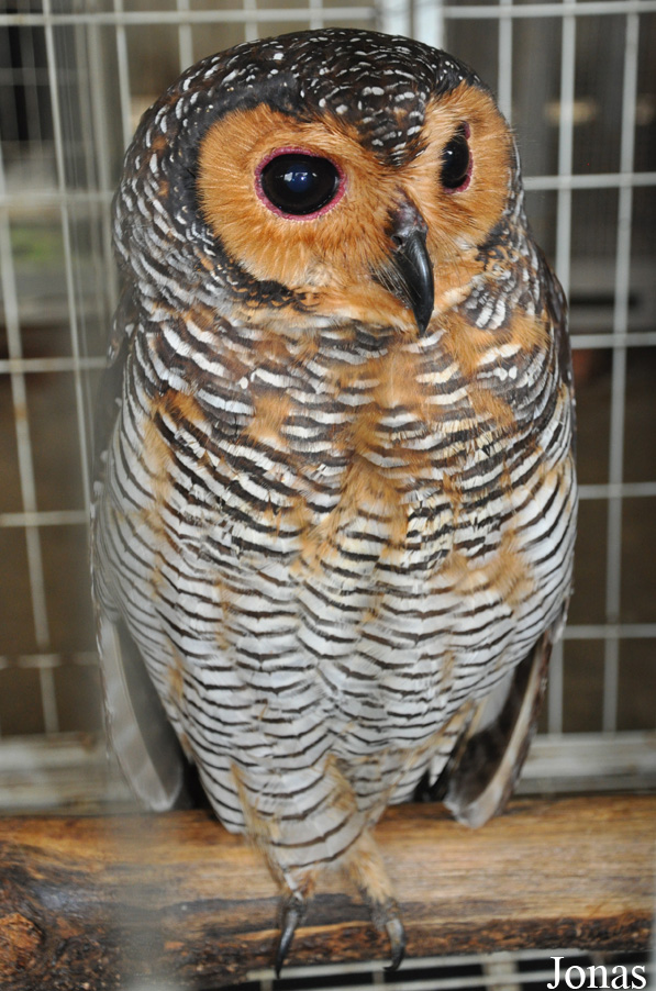 Strix seloputo