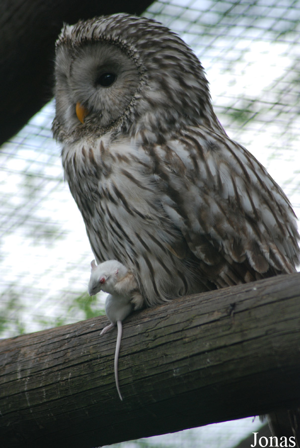 Strix uralensis