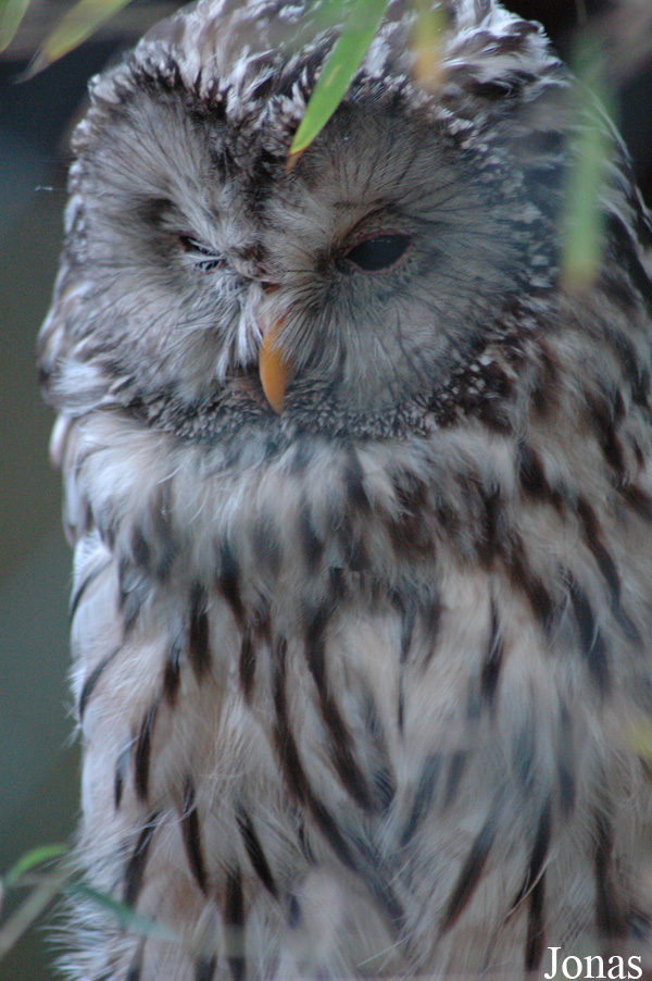 Strix uralensis