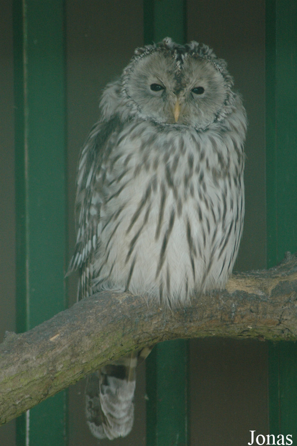 Strix uralensis
