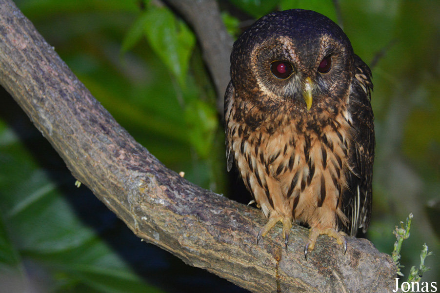 Strix virgata