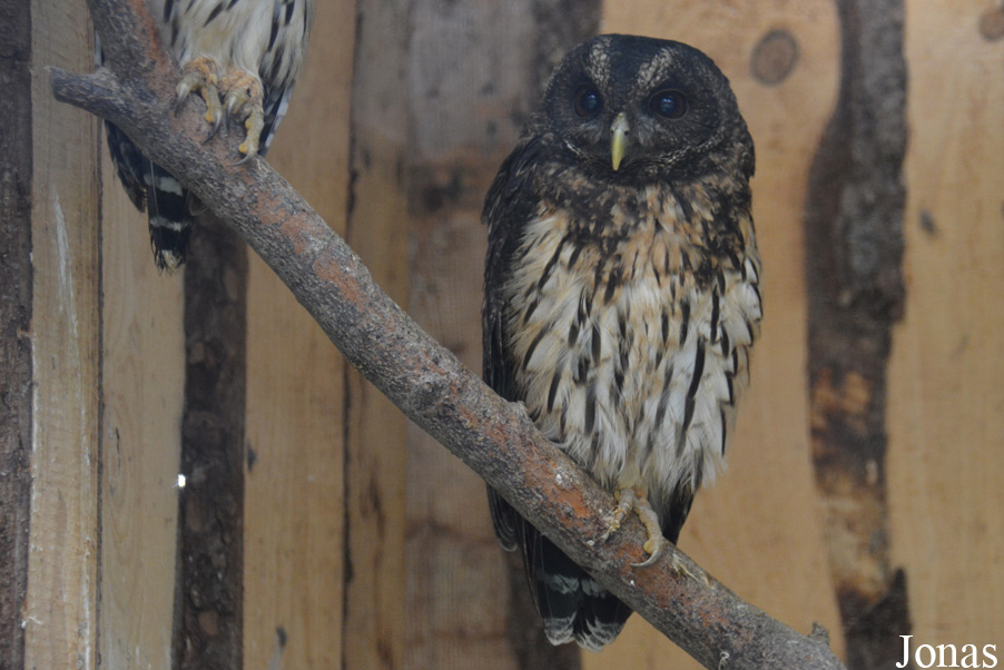 Strix virgata