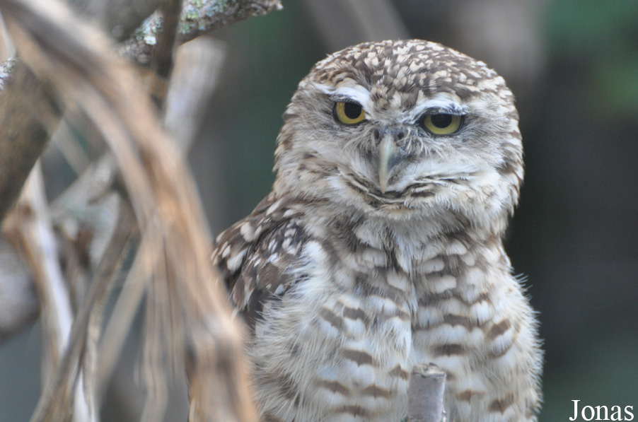 Athene cunicularia