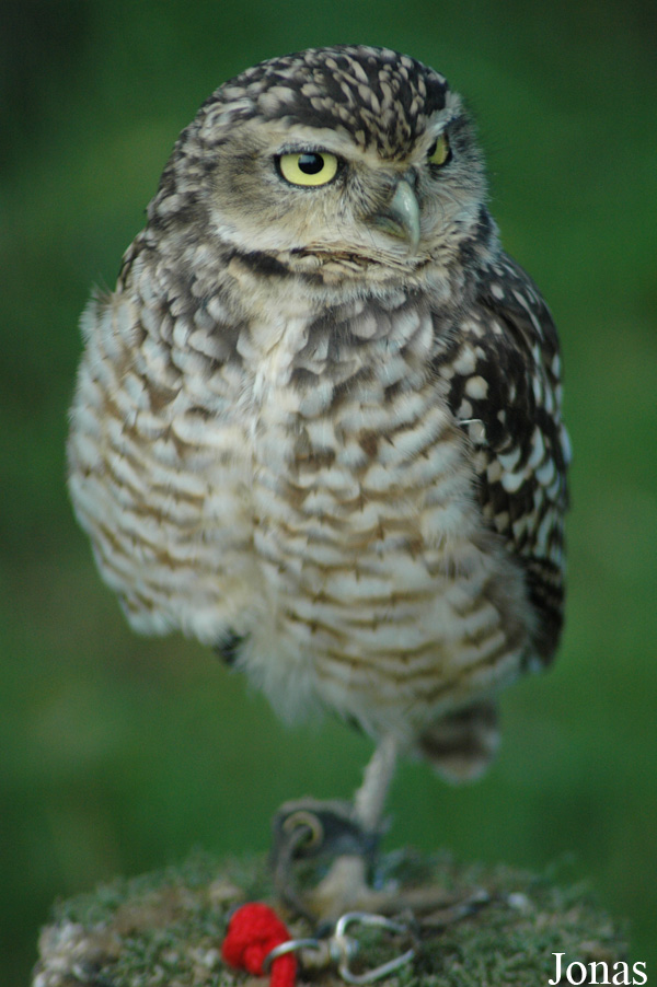 Athene cunicularia