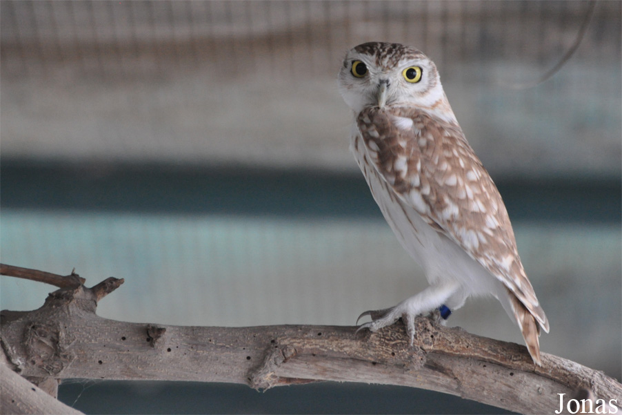 Athene noctua