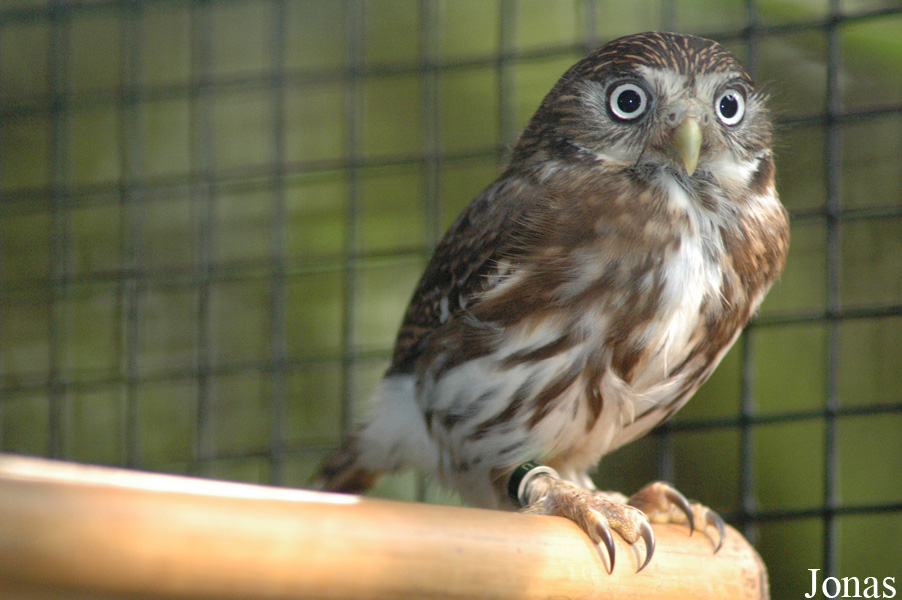 Glaucidium peruanum