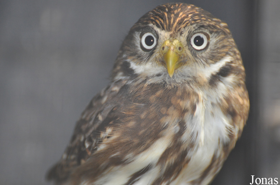Glaucidium peruanum