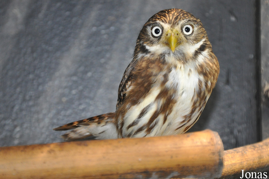 Glaucidium peruanum