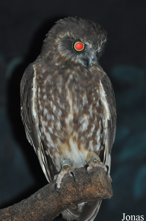 Ninox novaeseelandiae