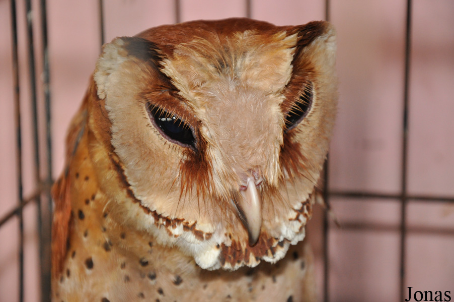 Phodilus badius