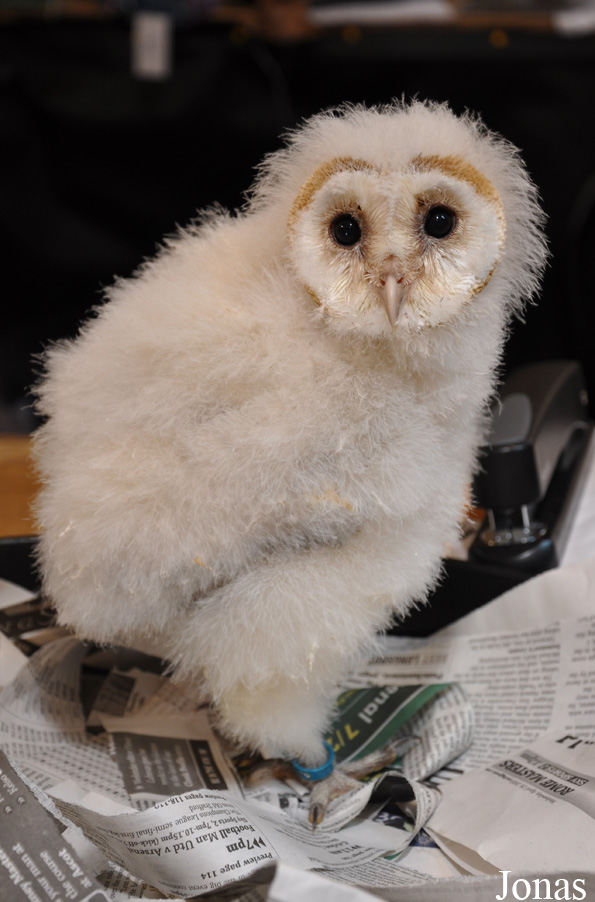 Tyto alba