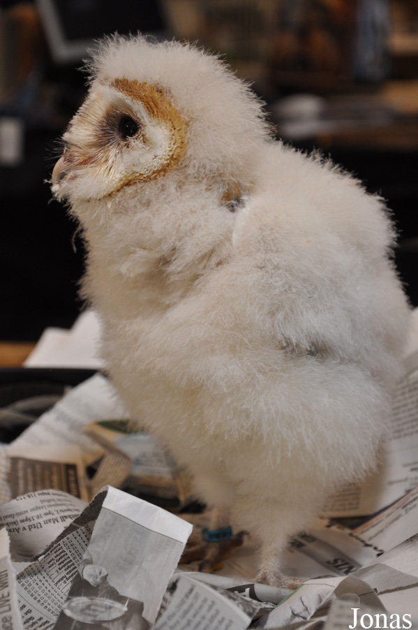 Tyto alba