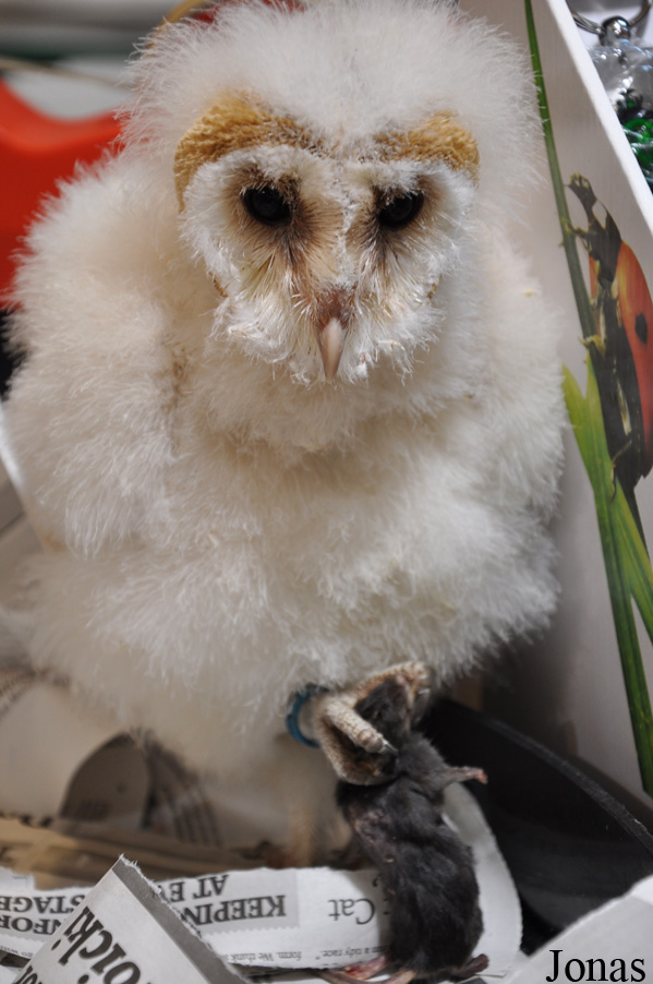 Tyto alba