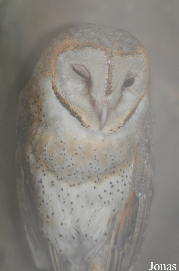 Tyto javanica