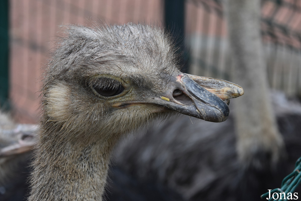 Struthio camelus