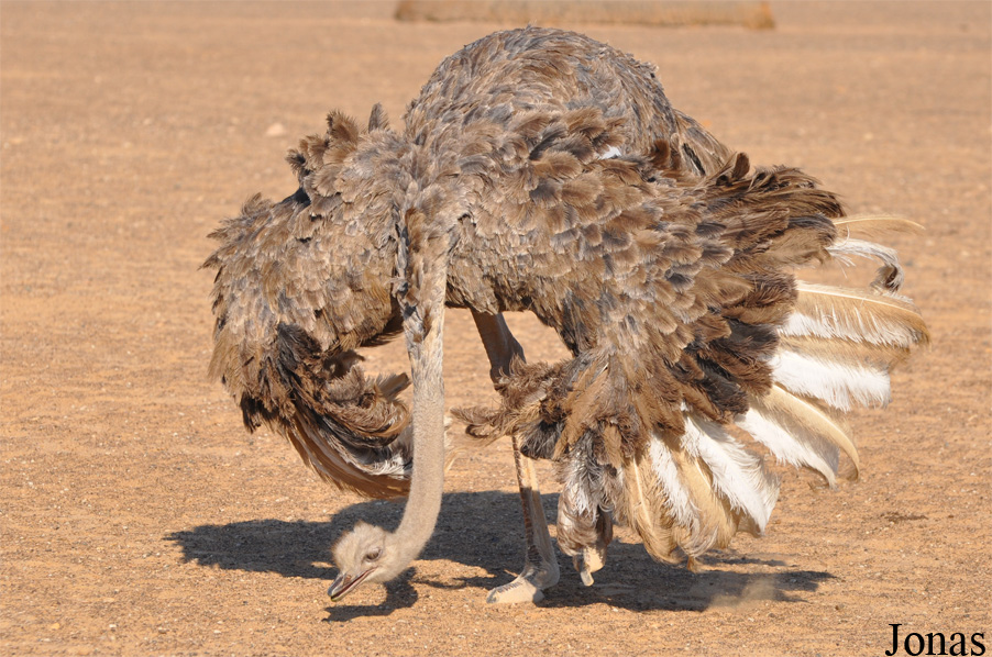 Struthio camelus