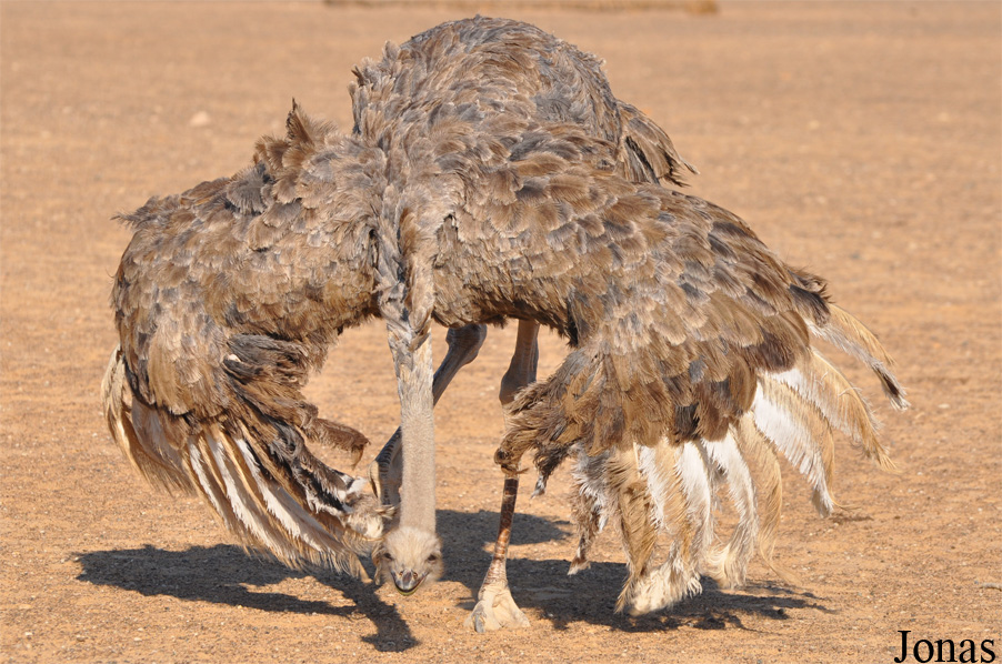 Struthio camelus