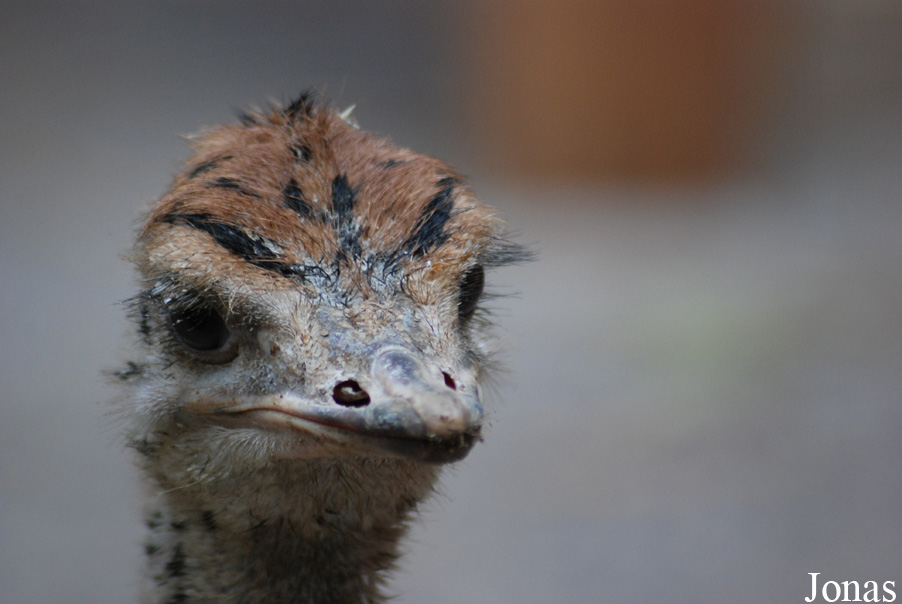 Struthio camelus australis