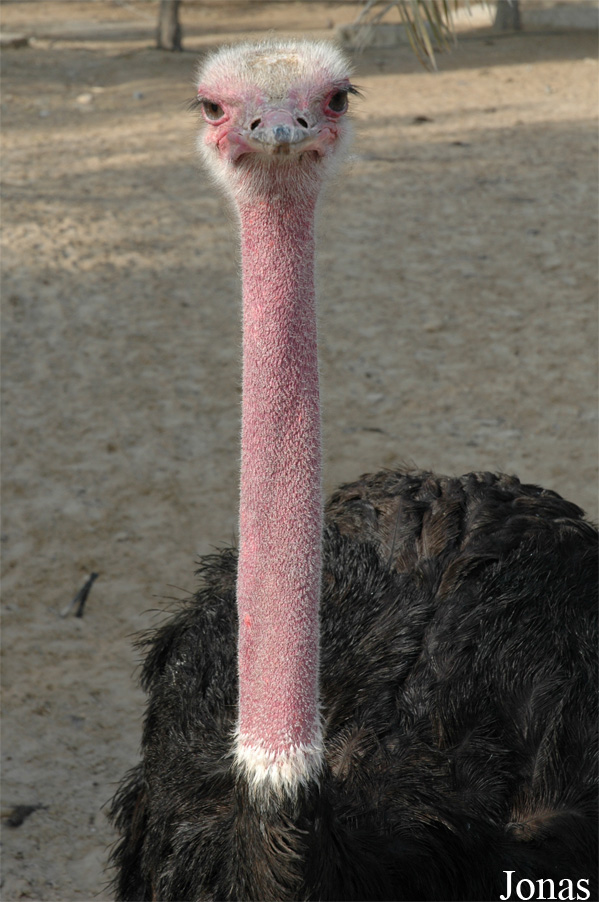 Struthio camelus camelus