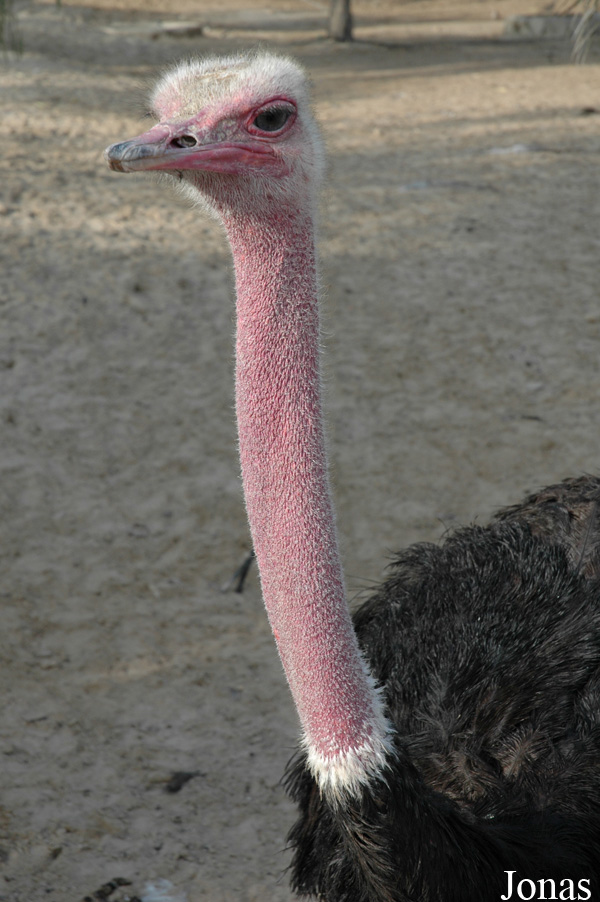 Struthio camelus camelus