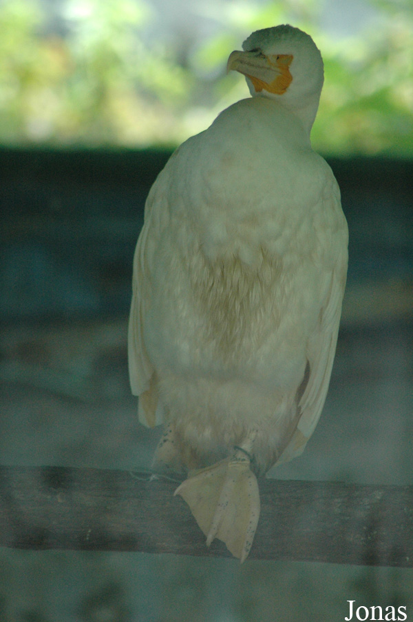 Phalacrocorax carbo