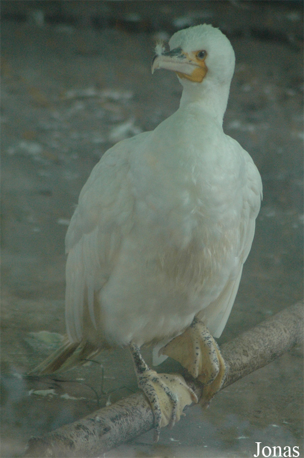 Phalacrocorax carbo