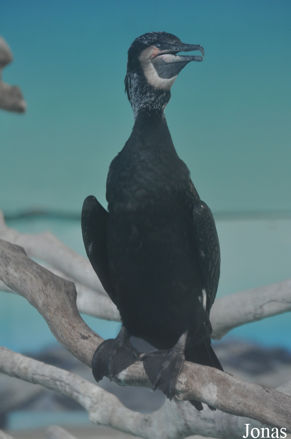 Phalacrocorax carbo