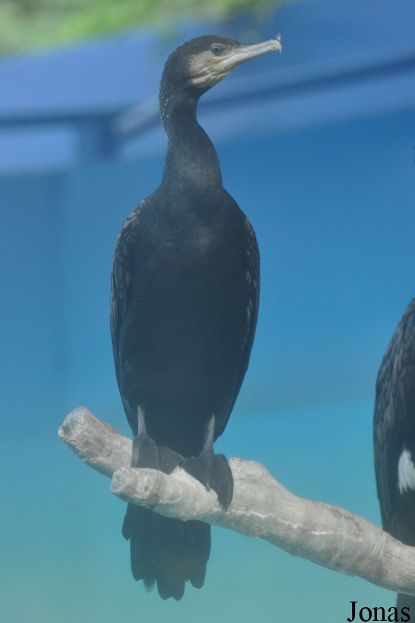 Phalacrocorax carbo
