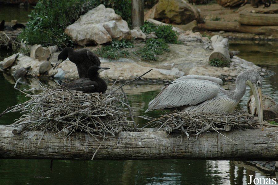 Phalacrocorax carbo