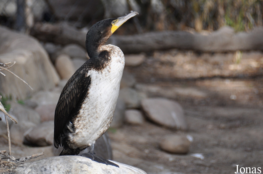 Phalacrocorax carbo lucidus