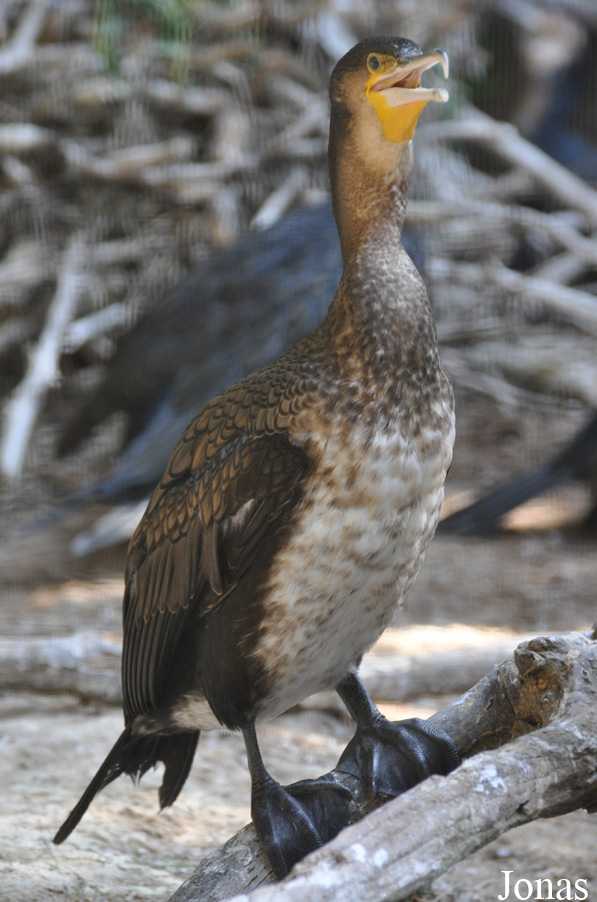 Phalacrocorax carbo lucidus