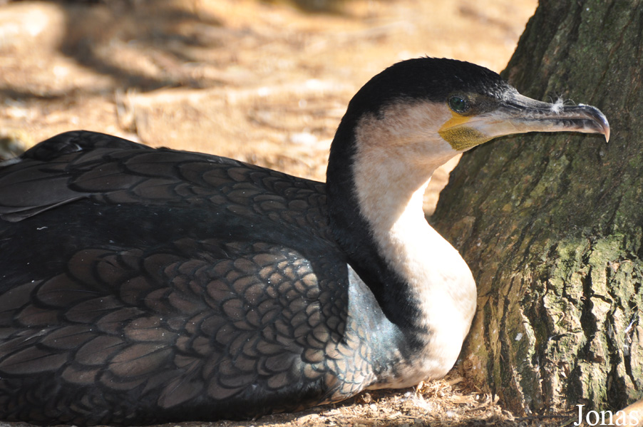 Phalacrocorax carbo lucidus