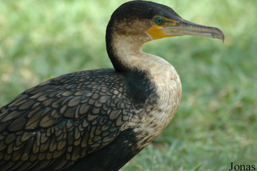 Phalacrocorax carbo lucidus